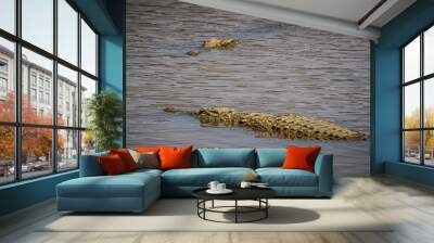 crocodile in the water Wall mural