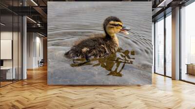 duck in the water Wall mural