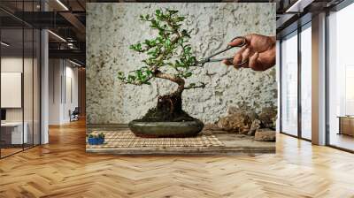 Hands pruning a bonsai tree on a work table. Gardening concept. Wall mural