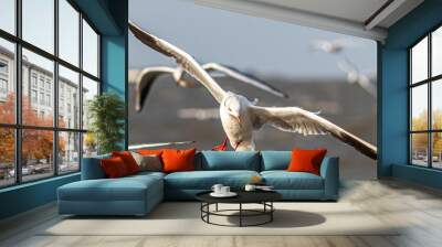 seagull in flight Wall mural