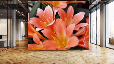 true natural open flowers vivid colors Wall mural