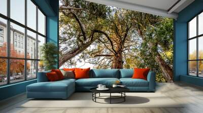 2023 03 18 Valsanzibio tree 2 Wall mural