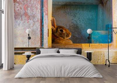 Rabbit close up Wall mural