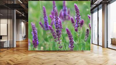 Sage blooming in the garden. Wild glade in nature. Summer landscape. medicinal flowers Wall mural