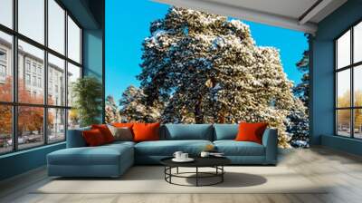 pine tree on a frosty and sunny winter day Wall mural