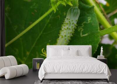 Grow fresh cucumbers in the garden Wall mural