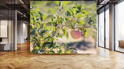 apple hanging from tree branch close up Wall mural