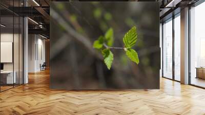 green leaves on a branch Wall mural