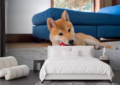 Japanese breed Shiba inu cute puppy dog playing with red toy lying on a floor in door at home. Wall mural