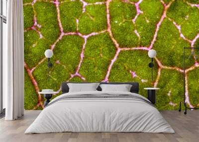 beautiful autumn patterns Wall mural