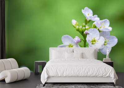 Closeup of a cuckoo flower (Cardamine pratensis). Wall mural