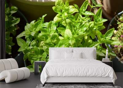 Sweet basil plant in a pot (ocimum basilicum) herb plant growing in sunlight in a balcony Wall mural