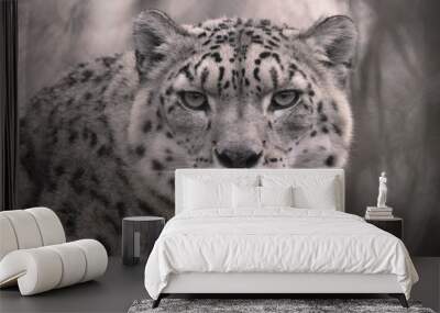 Snow Leopard Wall mural