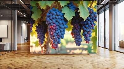 Clusters of ripe red and blue grapes hanging on a vine with green leaves in a vineyard

 Wall mural