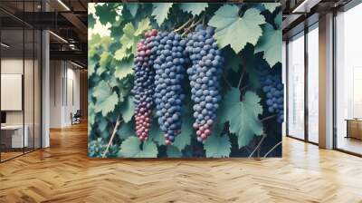 Clusters of ripe red and blue grapes hanging on a vine with green leaves in a vineyard

 Wall mural