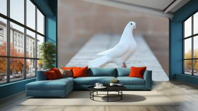 white pigeon on wall old stone. white dove. The symbol of freedom. Wall mural