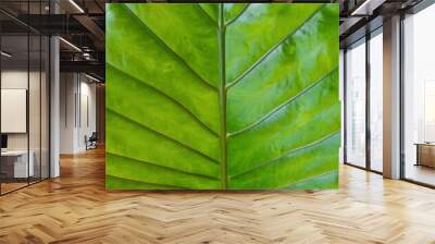 green leaf background leaf pattern nature Wall mural