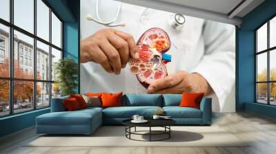 Kidney disease, Chronic kidney disease ckd, Doctor hold model to study and treat in hospital. Wall mural