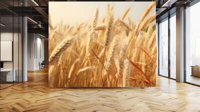 Wheet grains farm in summer field. Harvest seeds, leaves Wall mural