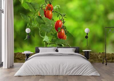 cherry tomatoes on the plant, close-up Wall mural