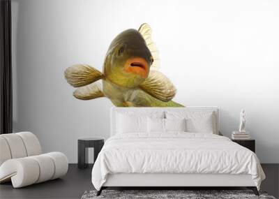 colored fish swimming free, carp, tench Wall mural