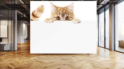 funny pet cat showing a placard isolated on white background blank web banner template and copy space Wall mural