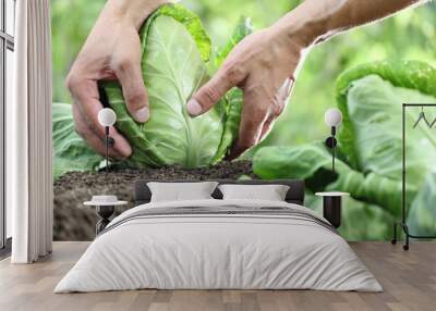 Hands picking a cabbage in vegetable garden, close up Wall mural