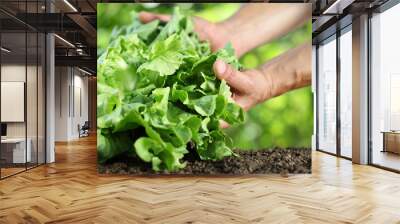 Hands picking lettuce, plant in vegetable garden, close up Wall mural