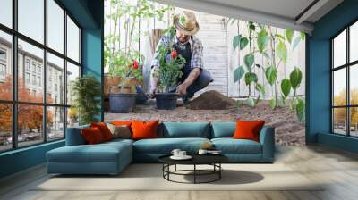 man plant out tomatoes from the pots into the soil of the vegetable garden, works to grow and produce more, image with copy space Wall mural