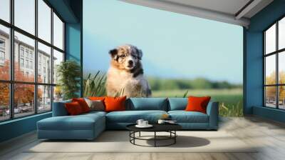 puppy dog, australian shepherd. sitting on green grass, image with wide blue sky with copy space, suitable for advertising poster template Wall mural