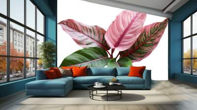 Green and white leaves of Aglaonema, a tropical houseplant with air-purifying properties isolated on transparent Background Wall mural