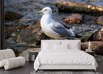 A ring-billed gull standing on rocks by flowing water Wall mural