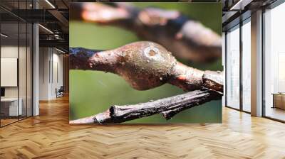 Galls on a tree branch caused by an insect Wall mural