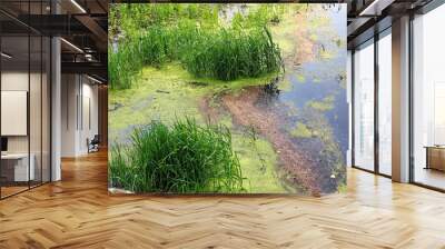 Pond edge covered in green duckweed plant Wall mural