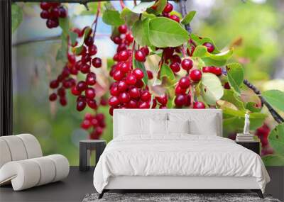 Wild red ripe chokecherries hanging on a branch Wall mural