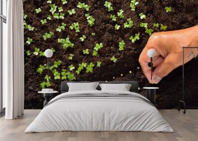 Farmer's hand planting seeds in soil Wall mural