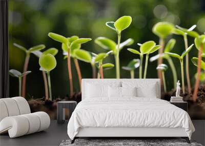 Green sprouts growing out from soil in the morning light Wall mural