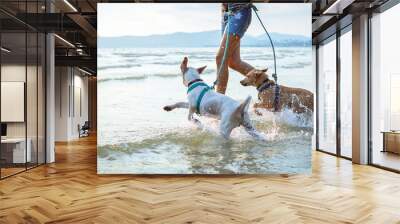 two thai dogs playing on the beach Wall mural