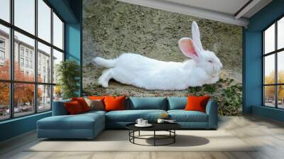 Calm and sweet little white rabbit resting on the ground, cute bunny Wall mural