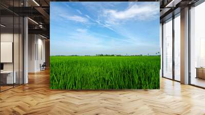 Rural area view surrounding with beautiful landscape of green paddy rice field Wall mural