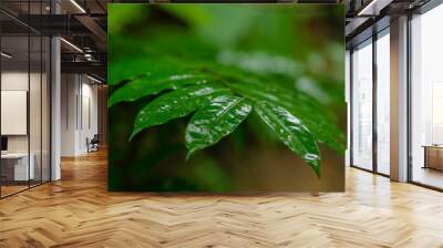 selective focus shot of green wet leaf during rainy day for environment concept background Wall mural