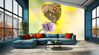 butterfly on a flower Wall mural