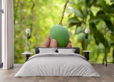 closeup the ripe green mango fruit with branch hold hand over out of focus green brown background. Wall mural