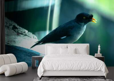 MYNAH bird WITH ORANGE BEAK IN AGRESSIVE Wall mural