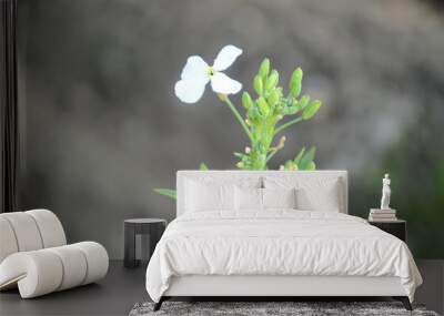 the green ripe radish flower with plant in the farm. Wall mural