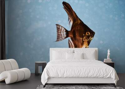 Exotic fish swimming in aquarium close-up on dark water background Wall mural