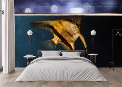 Exotic fish swimming in aquarium close-up on dark water background Wall mural