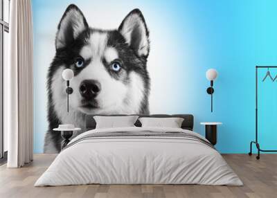 Portrait of a blue eyed beautiful serious Siberian Husky dog with his tongue hanging out isolated on sky blue background with copy space Wall mural