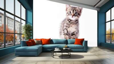 Portrait of a little gray striped kitty on a white background, nice little kitten looking with big eyes at the camera, copy space Wall mural