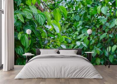 Betel leaves, Food plants and herbs Wall mural